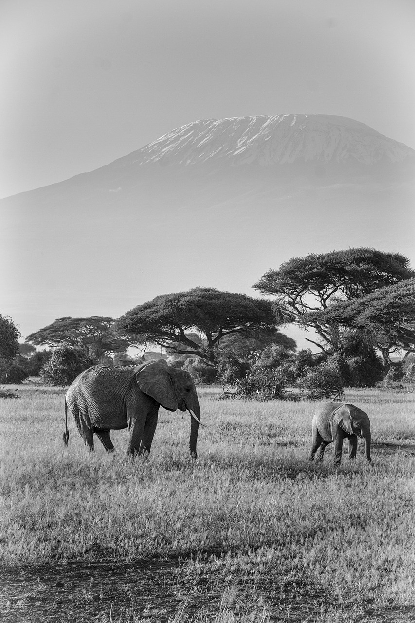 elephants, africa, safari-4042763.jpg